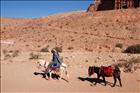 32 Donkeys